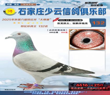 石家莊少云特比鴿王132名