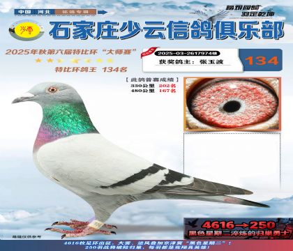 石家莊少云特比鴿王134名