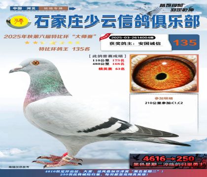 石家莊少云特比鴿王135名