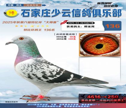 石家莊少云特比鴿王136名