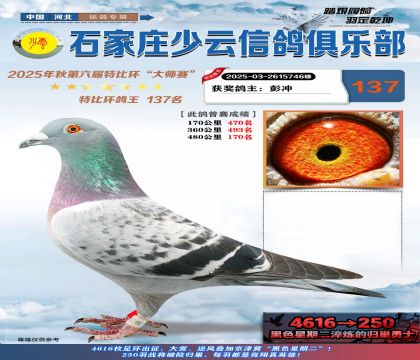 石家莊少云特比鴿王137名