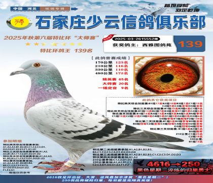 石家莊少云特比鴿王139名
