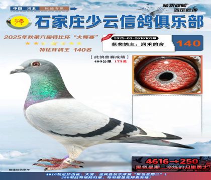 石家莊少云特比鴿王140名