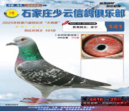 石家莊少云特比鴿王141名