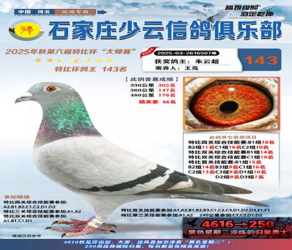 石家莊少云特比鴿王143名