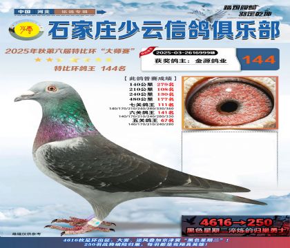 石家莊少云特比鴿王144名