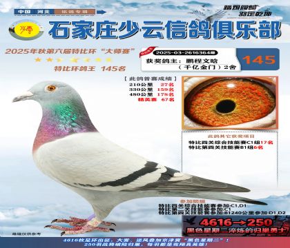 石家莊少云特比鴿王145名