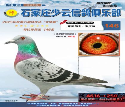 石家莊少云特比鴿王146名