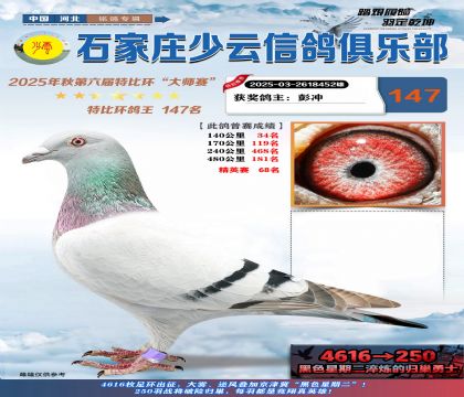 石家莊少云特比鴿王147名