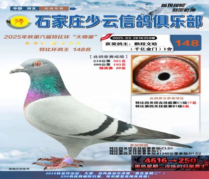 石家莊少云特比鴿王148名
