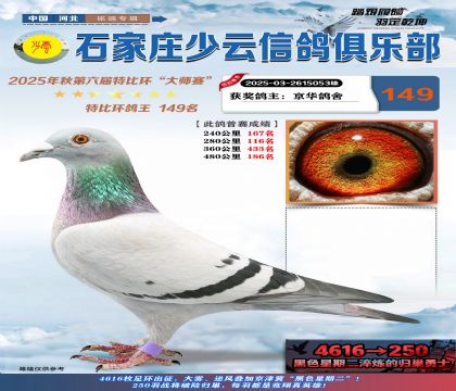 石家莊少云特比鴿王149名