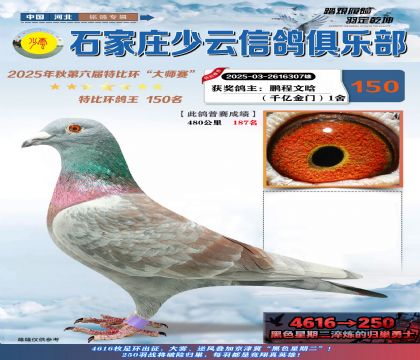 石家莊少云特比鴿王150名