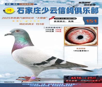 石家莊少云特比鴿王151名