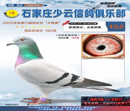 石家莊少云特比鴿王152名
