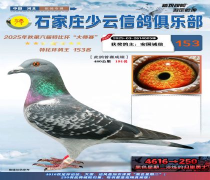石家莊少云特比鴿王153名