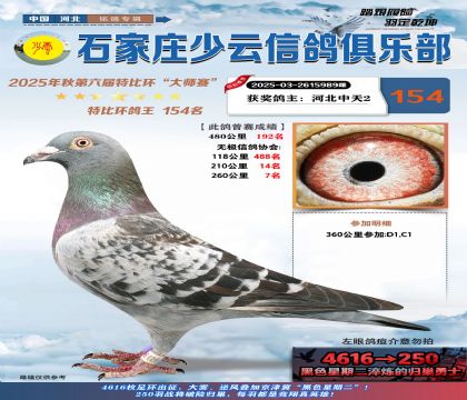 石家莊少云特比鴿王154名