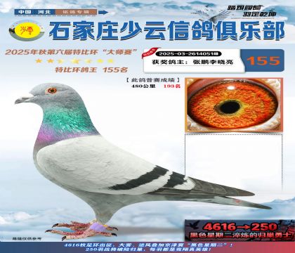 石家莊少云特比鴿王155名