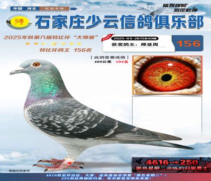 石家莊少云特比鴿王156名