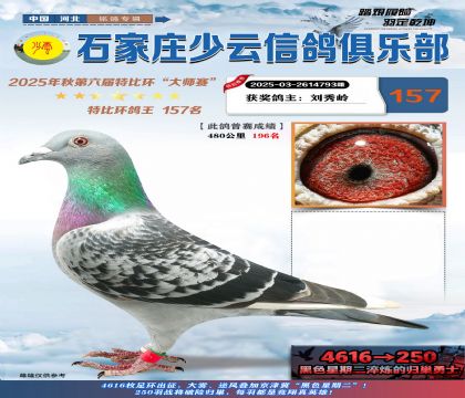 石家莊少云特比鴿王157名