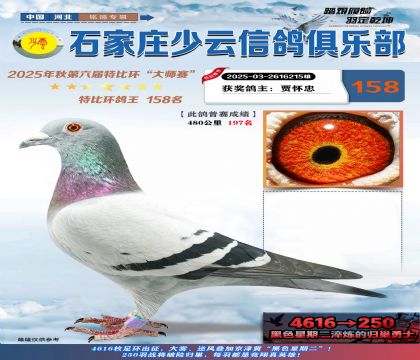 石家莊少云特比鴿王158名