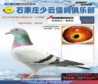 石家莊少云特比鴿王160名