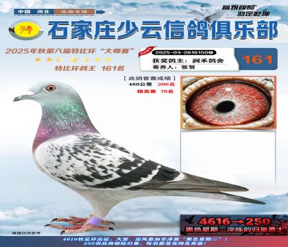 石家莊少云特比鴿王161名