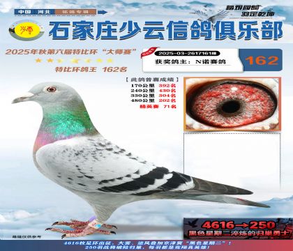 石家莊少云特比鴿王162名