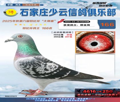 石家莊少云特比鴿王166名