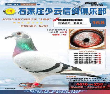 石家莊少云特比鴿王168名