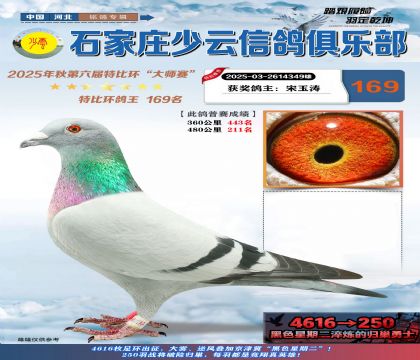 石家莊少云特比鴿王169名