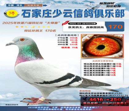 石家莊少云特比鴿王170名