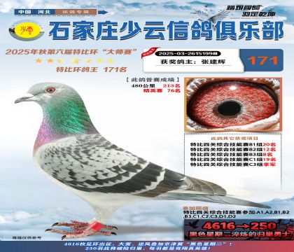 石家莊少云特比鴿王171名