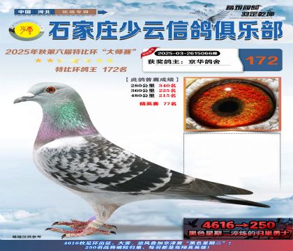 石家莊少云特比鴿王172名