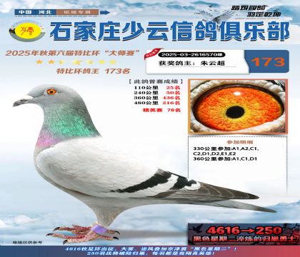 石家莊少云特比鴿王173名