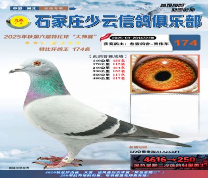 石家莊少云特比鴿王174名