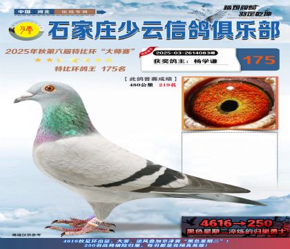 石家莊少云特比鴿王175名
