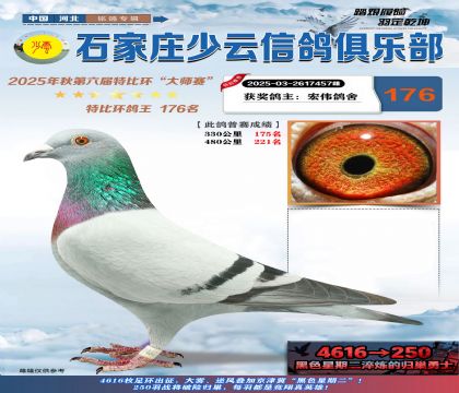 石家莊少云特比鴿王176名
