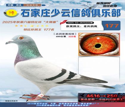 石家莊少云特比鴿王177名