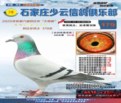 石家莊少云特比鴿王179名