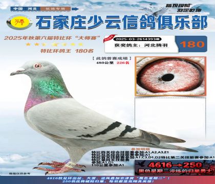 石家莊少云特比鴿王180名