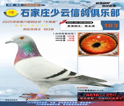 石家莊少云特比鴿王183名