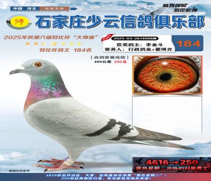 石家莊少云特比鴿王184名