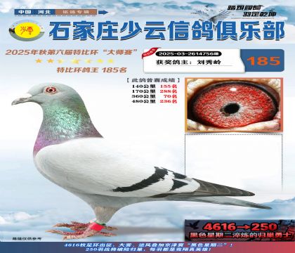 石家莊少云特比鴿王185名