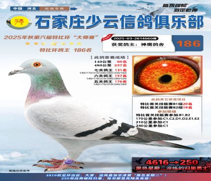 石家莊少云特比鴿王186名
