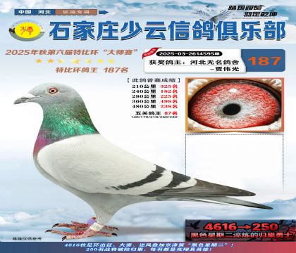 石家莊少云特比鴿王187名