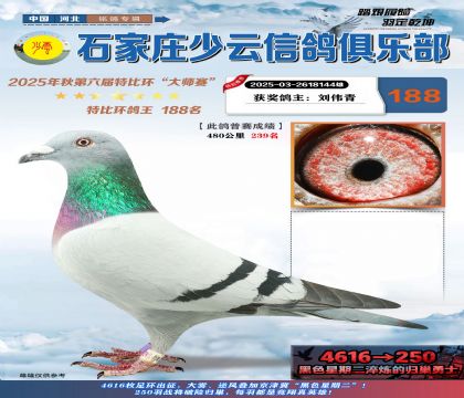 石家莊少云特比鴿王188名