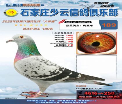 石家莊少云特比鴿王189名