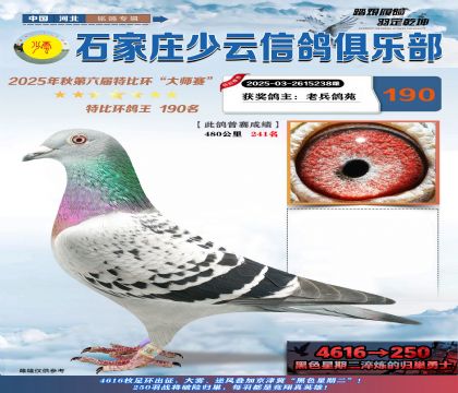 石家莊少云特比鴿王190名