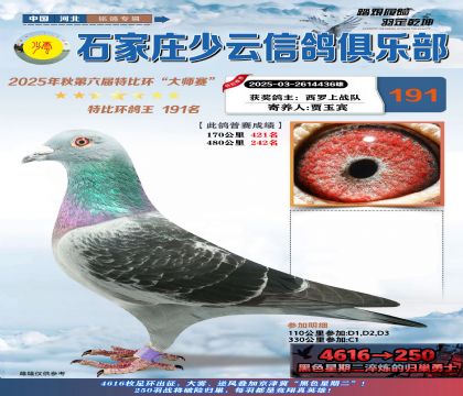 石家莊少云特比鴿王191名