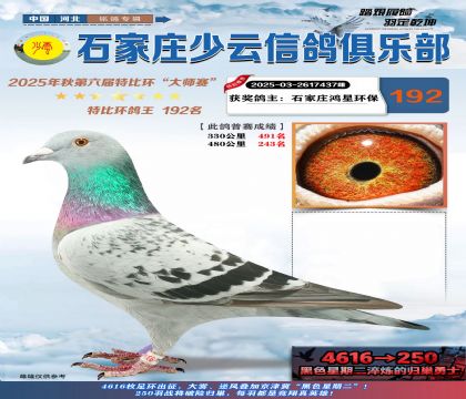 石家莊少云特比鴿王192名
